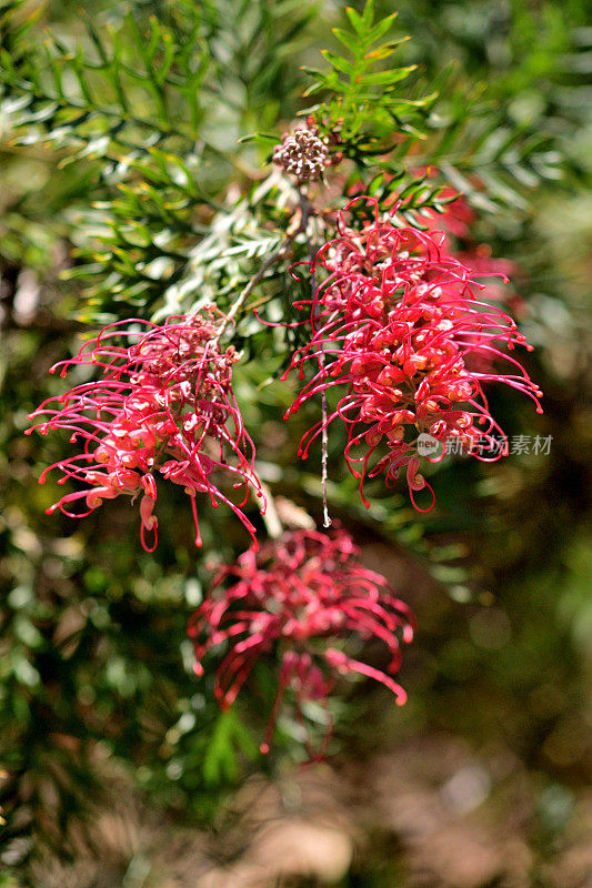 Grevillea Banksii /红色丝滑橡木花